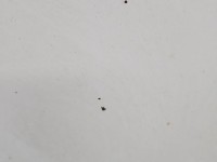 Maska przednia Renault Master II biały