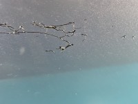 Drzwi tył lewe Mazda 6 II GH HB 5d uzupełnij