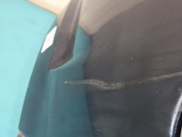 Zderzak przód przedni Fiat Freemont FATHOM BLUE