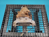 Most tylny DYFER tył Opel Omega B 2.2 16V 90446890