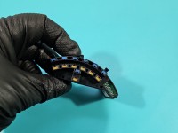 Czujnik kąta skrętu Audi A4 B6 00204400