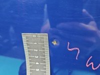 DRZWI PRZÓD LEWE KIEROWCY Toyota Corolla E12 3d granatowy 8Q4