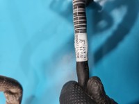 Rura przewód TOYOTA, Diesel, Europejska, Adblue zbiornik-wtryskiwacz Toyota Proace City 9826303580 1.5 D4D