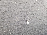 Półka tylna tył bagażnika Renault Scenic III