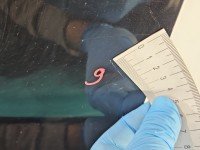 DRZWI PRZÓD LEWE KIEROWCY Skoda Karoq 5d czarny LF9R-1Z1Z