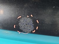 Klapa tył Ford Mondeo Mk4 kombi 5d G6