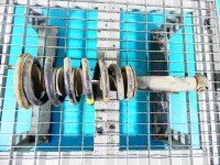 Amortyzator przód lewy przedni Mitsubishi L200 IV 06-