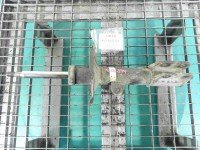 Amortyzator przód prawy przedni Toyota Corolla Verso II