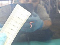 DRZWI PRZÓD PRAWE PASAŻERA Bmw f10 f11 5d A89