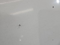 Maska przednia Nissan Primastar 01-14 OD31