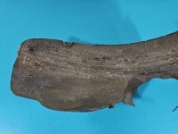 Nadkole przód prawe Ford Focus C-Max I MK1 3M51-16114-AK
