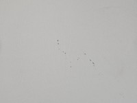 Podsufitka Jaguar F-Pace 16- HB