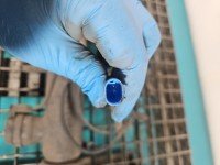 Amortyzator przód prawy przedni BMW X5 F15