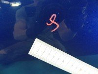 DRZWI PRZÓD LEWE KIEROWCY Hyundai Getz 3d granatowy BLUE ONYX [3E]