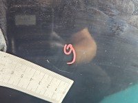 DRZWI PRZÓD LEWE KIEROWCY Bmw X3 e83 5d BLACK SAPPHIRE METALLIC (475)