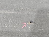 Wygłuszenie maski PODBITKA AUDI Q7 I 4L