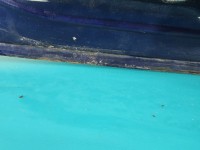 Klapa tył Nissan Almera N16 HB 5d BW6 - NEW BLUE METALLIC