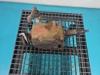 Skrzynia biegów Żuk A 11 b 2.1 gaźnik