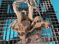 Piasta koła tył lewa zwrotnica łożysko Hyundai I30 II 12-16 1.6 crdi (D4FB)