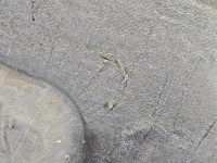 Wygłuszenie maski PODBITKA Toyota Prius II XW20 03-