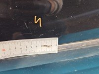 DRZWI PRZÓD PRAWE PASAŻERA Peugeot 407 4d czarny, EXLD