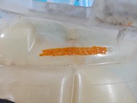 Zbiorniczek Zbiornik wyrównawczy Ford Edge II 2.0 ECOBOOST