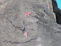 Nadkole przód prawe Mercedes W205 A2056912800