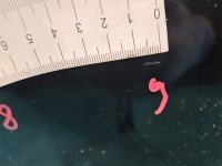 DRZWI PRZÓD LEWE KIEROWCY Seat Ibiza IV 6J 5d LZ9Y