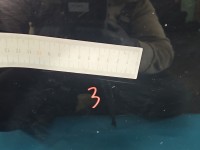 Drzwi tył lewe INFINITI QX50 HB 5d KH3