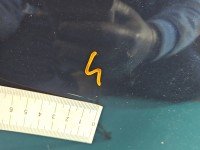 DRZWI PRZÓD LEWE KIEROWCY Bmw f10 f11 4d A89