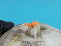 pompka Pompa paliwa Kia Ceed I 06- 1.4 16V 31110-1H000, 2000-C17940 Producent części: KIA, 5PIN, Uszkodzony króciec.