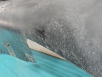 Zderzak przód Citroen C5 I czarny EXYB