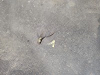 Wygłuszenie maski PODBITKA Isuzu D-Max II 11-19