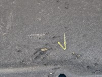 Wygłuszenie maski PODBITKA BMW G30