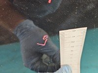 DRZWI PRZÓD LEWE KIEROWCY Mazda 6 II GH 5d czarny 35N