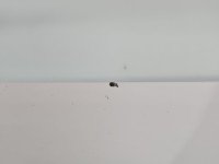 Klapa tył Seat Ibiza IV 6J HB 5d biały LB9A Klapa tył Seat Ibiza IV 6J HB 5d biały LB9A