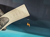 Drzwi tył lewe Opel Astra IV J HB 5d Z168