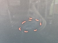 Drzwi tył prawe Opel Insignia A kombi 5d Z 190