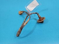 Sonda lambda 4pin, HMLGT1706R Dacia Duster III 24- 1.2 TCe 226908478R