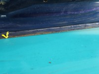 Klapa tył Nissan Almera N16 HB 5d BW6 - NEW BLUE METALLIC