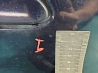 DRZWI PRZÓD PRAWE PASAŻERA Mercedes W251 5d granatowy 359