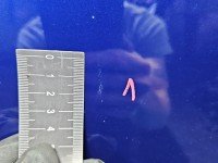 DRZWI PRZÓD PRAWE PASAŻERA Ford Focus Mk3 5d granatowy 1D