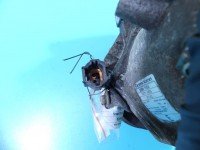 Sprężarka klimatyzacji kompresor 926001HC5A Nissan Micra K13 1.2 16V