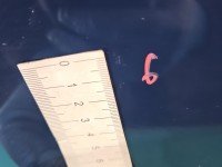 DRZWI PRZÓD PRAWE PASAŻERA Ford Focus Mk3 5d granatowy rf