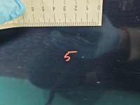 DRZWI PRZÓD LEWE KIEROWCY Toyota Corolla E11 5d granatowy 8L3