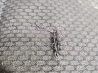 Fotel prawy przód pasażera Citroen C4 I 3d EUROPA