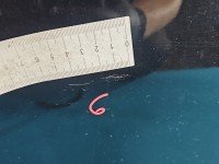 DRZWI PRZÓD PRAWE PASAŻERA Mazda 2 II DE 5d czarny A3F