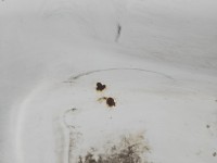 Drzwi tył lewe Renault Kangoo I HB 5d