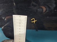 DRZWI PRZÓD LEWE KIEROWCY i20 III 2020- 5d czarny, X5B