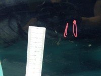 DRZWI PRZÓD LEWE KIEROWCY Mazda 2 5d czarny A5D